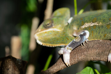 chameleon with blur background, predator