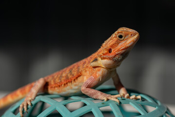 bearded dragon on ground with blur background
