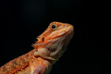 bearded dragon on ground with blur background