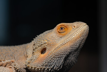 bearded dragon on ground with blur background