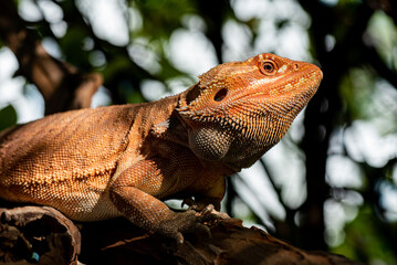 bearded dragon on ground with blur background