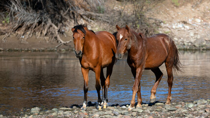 Dirt covered bay stallion and mare wild horses walking along the Salt River near Mesa Arizona...