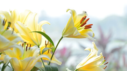 beautiflul yellow lily in the garden, natural background - obrazy, fototapety, plakaty