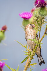 European goldfinch with juvenile plumage, feeding on the seeds of thistles. Carduelis carduelis.
