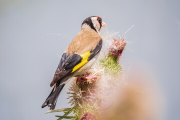 European goldfinch, feeding on the seeds of thistles. Carduelis carduelis.