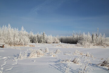 Fototapeta na wymiar Frosted Lands, Pylypow Wetlands, Edmonton, Alberta
