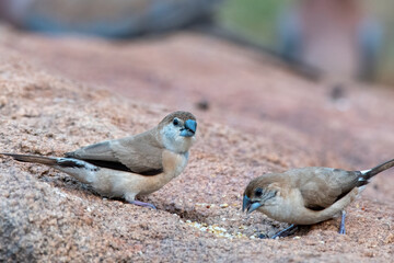 Indian silverbill or white-throated munia (Euodice malabarica) observed in Hampi, Karnataka, India
