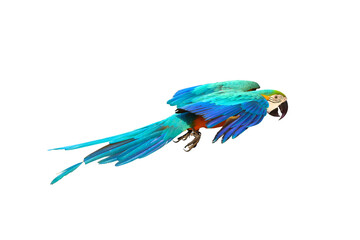 Colorful flying parrot isolated on transparent background png file