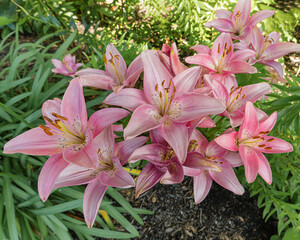 Fototapeta premium pink lilies in garden