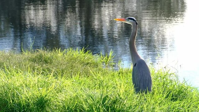 Great blue heron in a marshland in central Florida