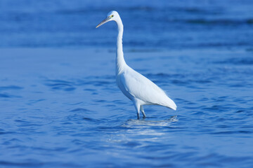 Egret wading in the ocean water. Water bird.
