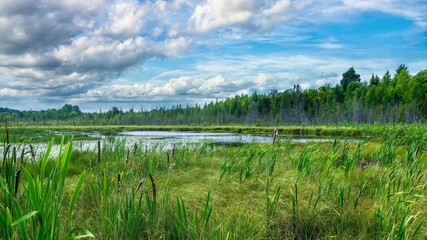 A stream fed pond surrounded by healthy, natural wetlands and forest in the Eastern Townships of southern Quebec, Canada. - obrazy, fototapety, plakaty