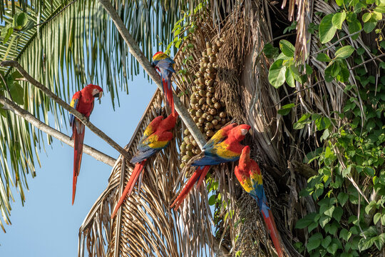 Guamayas escarlata alimentandose