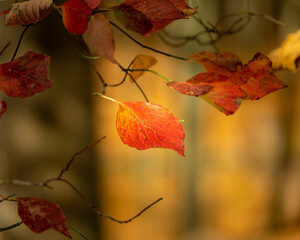 Red dogwood leaf hanging out at the end of autumn with selective focus and nice bokeh background