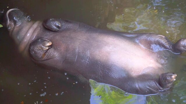 Pygmy hippopotamus, A hippo floating belly up, Relaxes on his Back in Water at the Night safari zoo, Chiangmai Thailand.