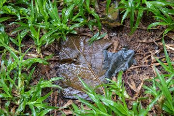 Naklejka na ściany i meble Dead leaf in a wet patch surrounded by new growth of grass