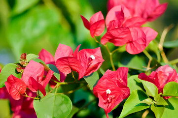 Bougainvillea or paper flower , red paper flower