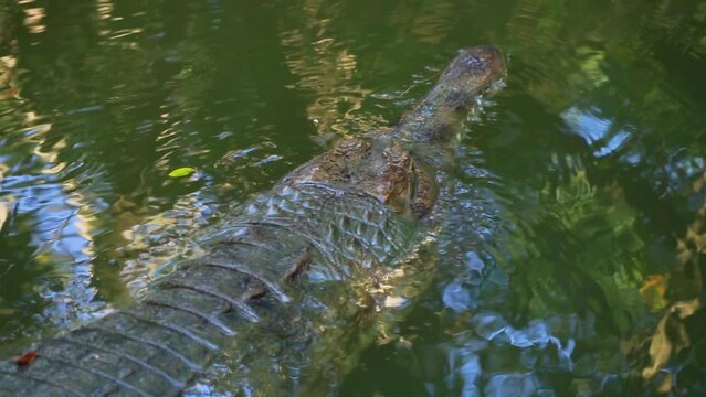 wildlife,Malayan gharial, False gharial,Asian crocodiles swimming in pond at the zoo of Thailand,