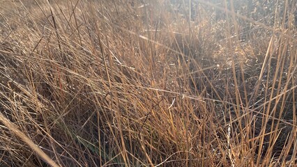Fototapeta premium reeds in the wind