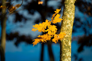 yellow sugar maple leaves hanging on at the end of autumn, fall, with blue background and sunlight shining on the tree trunk and golden leaf