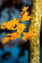 yellow sugar maple leaves hanging on at the end of autumn, fall, with blue background and sunlight shining on the tree trunk and golden leaf