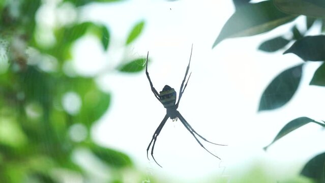 Selective focus. Blurred silhouette of a spider in a web on a blurred natural green background.