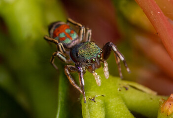 Jade jumping spider