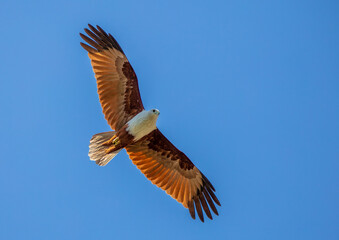 Fototapeta premium Brahminy kite