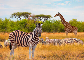 Giraffe walking in yellow grass on the Ethosa national park -  Group of Zebras on the yellow meadow - Namibia, Africa