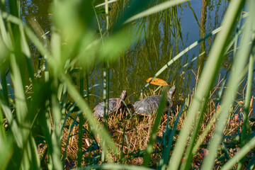 Turtles in the pond. Two turtles are sitting in the grass on the bank of the pond with their heads up. View through the reeds. Selective focus.
