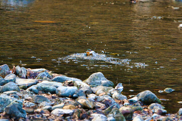 魚を捕らえたカワセミ