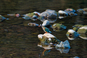 魚を食べるカワセミ