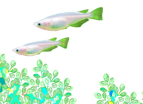 めだか の画像 2 342 件の Stock 写真 ベクターおよびビデオ Adobe Stock