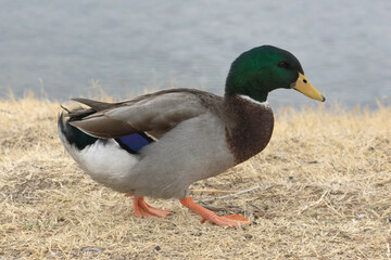 A duck walks along the shore of a pond