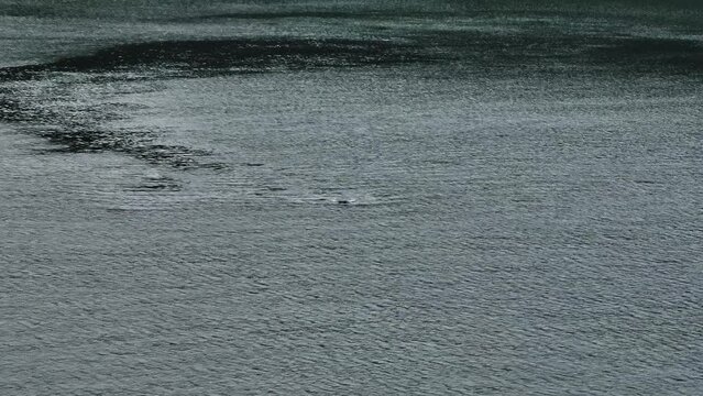 Reflection of trees in the water of a lake in the summer. The killer whale swims in water.