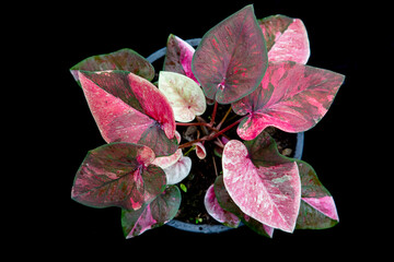 Thailand Caladium "Name : Kinri Thoet Phet"