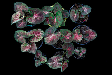 Thailand Caladium "Name : Mueang Nakhon Chum"