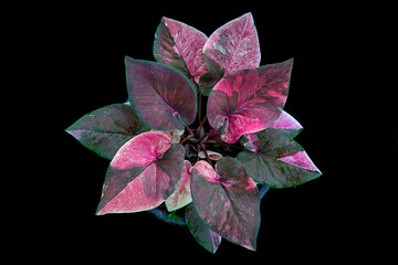 Thailand Caladium "Name : Kinri Thoet Phet"