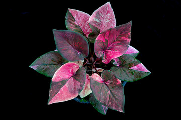 Thailand Caladium "Name : Kinri Thoet Phet"