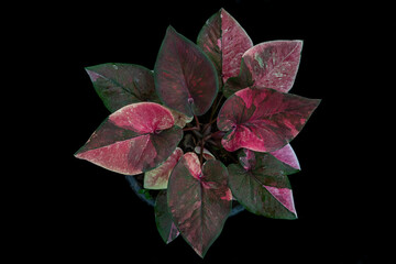Thailand Caladium "Name : Kinri Thoet Phet"