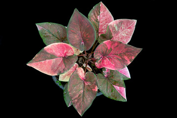 Thailand Caladium "Name : Kinri Thoet Phet"