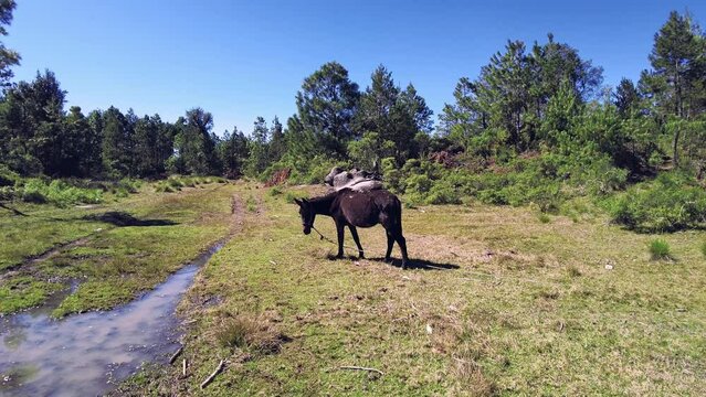 Burro comiendo pasto en un d&iacute;a soleado en el Valle de Piedras Encimadas