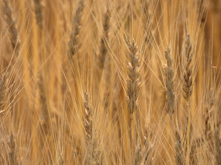 Close-up of golden ears of wheat