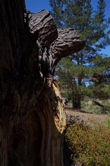 DETAIL OF A PINE TRUNK