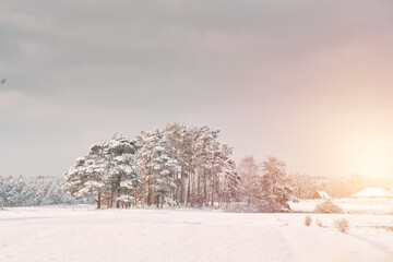 Winter forest ground angle view. Concept of natural christmas season wonderland.