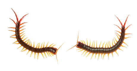 collection, centipede (Scolopendra sp.) Giant centipede isolated on white background. The top view of a living centipede, high resolution images shot in a studio room.
