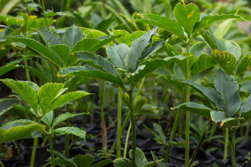 Porang plant seeds (Amorphophallus muelleri) in plastic polybags