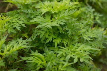 Cosmos caudatus plant called Kenikir in Indonesia