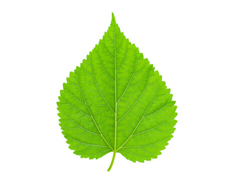 fresh green mulberry leaf isolated on white background