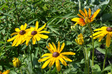 yellow rudbeckia in the garden